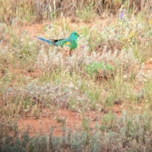 Psephotus varius (Mulga Parrot) at Mutawintji, NSW by Darcy