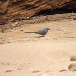 Geopelia cuneata at Mutawintji, NSW - 29 Dec 2022