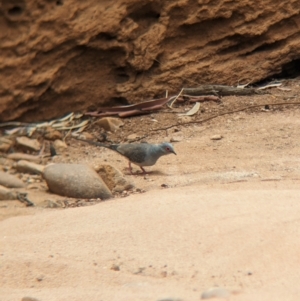 Geopelia cuneata at Mutawintji, NSW - 29 Dec 2022