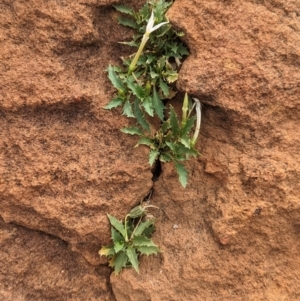 Isotoma petraea at Mutawintji, NSW - 29 Dec 2022 02:28 PM