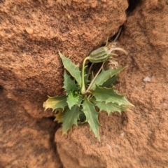 Isotoma petraea at Mutawintji, NSW - 29 Dec 2022