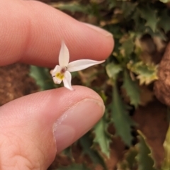 Isotoma petraea at Mutawintji, NSW - 29 Dec 2022