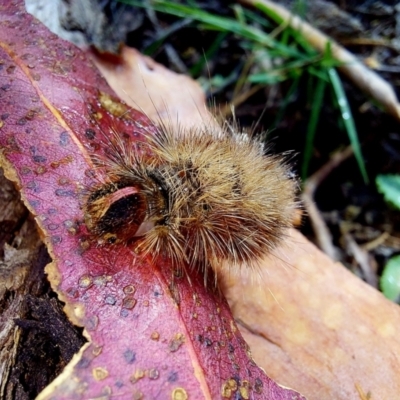 Anthela (genus) immature (Unidentified Anthelid Moth) at Paddys River, ACT - 29 Dec 2022 by Numbat