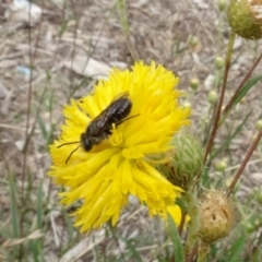 Lasioglossum (Chilalictus) lanarium (Halictid bee) at Molonglo Valley, ACT - 29 Dec 2022 by AndyRussell