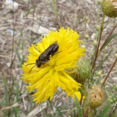 Lasioglossum (Chilalictus) lanarium (Halictid bee) at Molonglo Valley, ACT - 29 Dec 2022 by AndyRussell