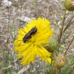 Lasioglossum (Chilalictus) lanarium (Halictid bee) at Sth Tablelands Ecosystem Park - 29 Dec 2022 by AndyRussell