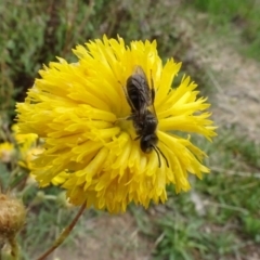 Lasioglossum (Chilalictus) lanarium at Molonglo Valley, ACT - 29 Dec 2022