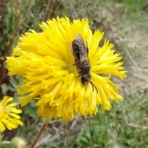 Lasioglossum (Chilalictus) lanarium at Molonglo Valley, ACT - 29 Dec 2022