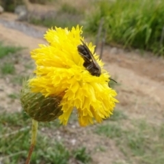 Lasioglossum (Chilalictus) lanarium at Molonglo Valley, ACT - 29 Dec 2022 11:08 AM