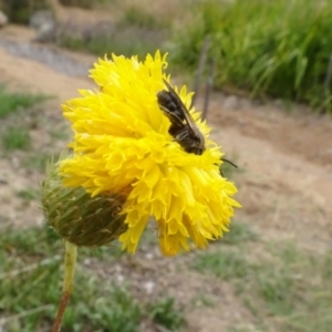 Lasioglossum (Chilalictus) lanarium at Molonglo Valley, ACT - 29 Dec 2022