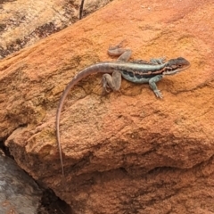 Ctenophorus mirrityana at Mutawintji National Park - 29 Dec 2022 by Darcy