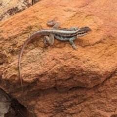 Ctenophorus mirrityana at suppressed - 29 Dec 2022