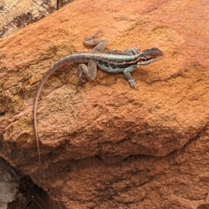 Ctenophorus mirrityana at Mutawintji, NSW - suppressed