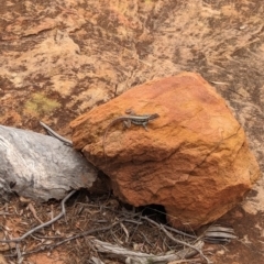 Ctenophorus mirrityana at Mutawintji, NSW - suppressed