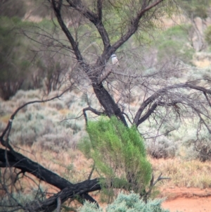Todiramphus pyrrhopygius at Mutawintji, NSW - 29 Dec 2022