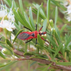 Gminatus australis (Orange assassin bug) at Mount Taylor - 29 Dec 2022 by MatthewFrawley