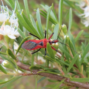 Gminatus australis at Kambah, ACT - 29 Dec 2022