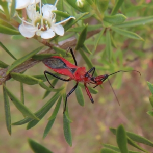 Gminatus australis at Kambah, ACT - 29 Dec 2022