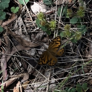 Heteronympha merope at Corrowong, NSW - 27 Dec 2022 11:05 AM