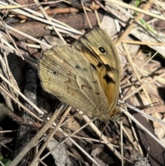 Heteronympha merope at Corrowong, NSW - 27 Dec 2022