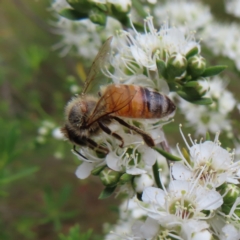 Apis mellifera (European honey bee) at Kambah, ACT - 29 Dec 2022 by MatthewFrawley