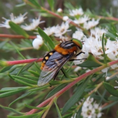 Scaptia (Scaptia) auriflua (A flower-feeding march fly) at Kambah, ACT - 29 Dec 2022 by MatthewFrawley