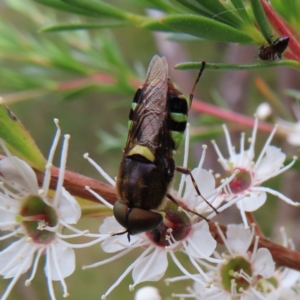 Odontomyia hunteri at Kambah, ACT - 29 Dec 2022