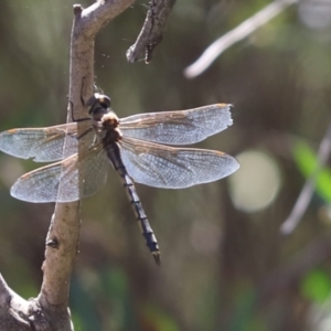 Hemicordulia tau at Cook, ACT - 26 Dec 2022 10:09 AM