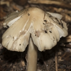 zz agaric (stem; gills white/cream) at Higgins, ACT - 21 Dec 2022 by AlisonMilton