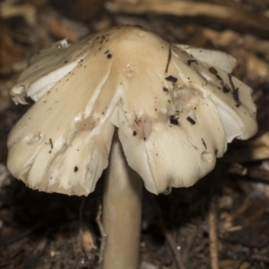 zz agaric (stem; gills white/cream) at Higgins, ACT - 22 Dec 2022