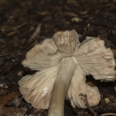 zz agaric (stem; gills white/cream) at Higgins, ACT - 22 Dec 2022 09:23 AM