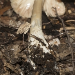 zz agaric (stem; gills white/cream) at Higgins, ACT - 22 Dec 2022