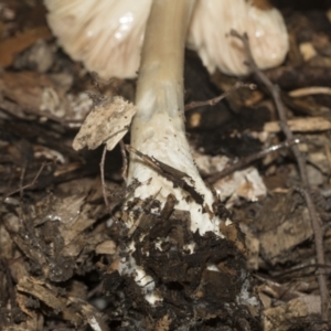 zz agaric (stem; gills white/cream) at Higgins, ACT - 22 Dec 2022