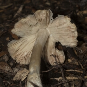 zz agaric (stem; gills white/cream) at Higgins, ACT - 22 Dec 2022 09:23 AM