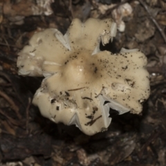 zz agaric (stem; gills white/cream) at Higgins, ACT - 22 Dec 2022