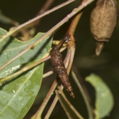 Lepidoscia (genus) IMMATURE (Unidentified Cone Case Moth larva, pupa, or case) at Higgins, ACT - 22 Dec 2022 by AlisonMilton