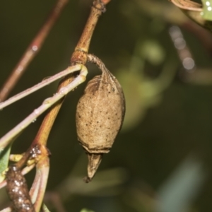 Hyalarcta nigrescens at Higgins, ACT - 22 Dec 2022