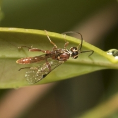 Ichneumonidae (family) (Unidentified ichneumon wasp) at Higgins, ACT - 22 Dec 2022 by AlisonMilton