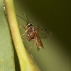 Ichneumonidae (family) at Higgins, ACT - 22 Dec 2022