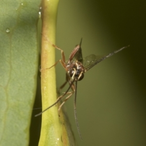 Ichneumonidae (family) at Higgins, ACT - 22 Dec 2022 12:47 PM