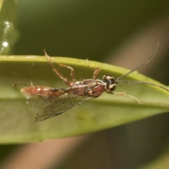 Ichneumonidae (family) at Higgins, ACT - 22 Dec 2022 12:47 PM