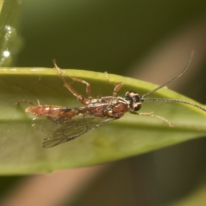 Ichneumonidae (family) at Higgins, ACT - 22 Dec 2022