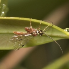 Ichneumonidae (family) at Higgins, ACT - 22 Dec 2022 12:47 PM