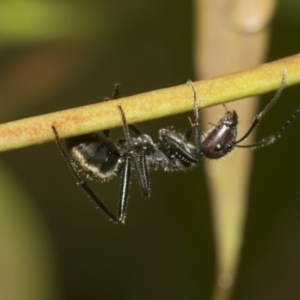 Camponotus suffusus at Higgins, ACT - 22 Dec 2022