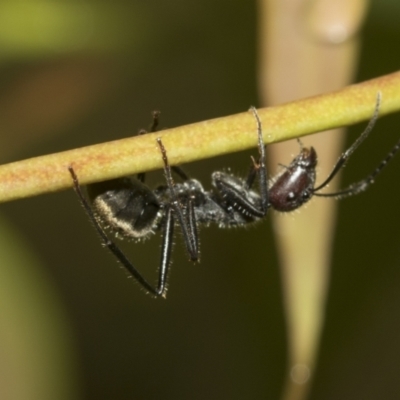 Camponotus suffusus (Golden-tailed sugar ant) at Higgins, ACT - 22 Dec 2022 by AlisonMilton