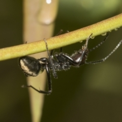 Camponotus suffusus at Higgins, ACT - 22 Dec 2022