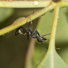 Camponotus suffusus at Higgins, ACT - 22 Dec 2022