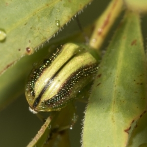 Calomela juncta at Higgins, ACT - 22 Dec 2022