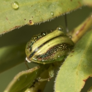 Calomela juncta at Higgins, ACT - 22 Dec 2022