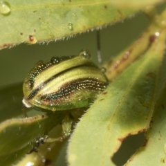 Calomela juncta at Higgins, ACT - 22 Dec 2022